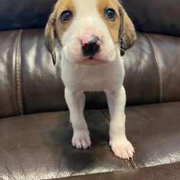 Boy 5 - White and cream American Foxhound puppy in Waxhaw, North Carolina from Setting Sun Kennel