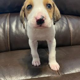 Boy 5 - White and cream American Foxhound puppy in Waxhaw, North Carolina from Setting Sun Kennel