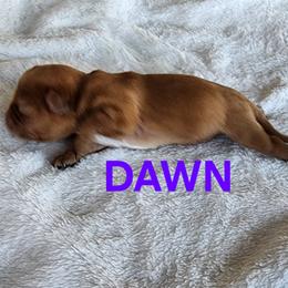 AKC DAWN - Ruby female Cavalier King Charles Spaniel puppy in Joplin, Missouri, Missouri from HOL-A-DA CAVALIERS