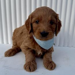 Light Blue - Red  male Goldendoodle puppy in Lebanon, Pennsylvania from Homespundoodles