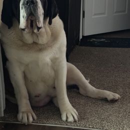Shaina - Saint Bernard