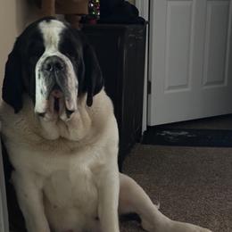 Shaina - Saint Bernard