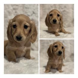 Ella - Cream female Dachshund puppy in Chehalis, Washington from McJazzin Doxies
