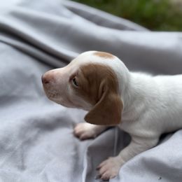 CKC CHOCOLATE BASED RED DAPPLE PIEBALD - Piebald male Dachshund puppy in Anderson, California from Golden Paws Dachshunds