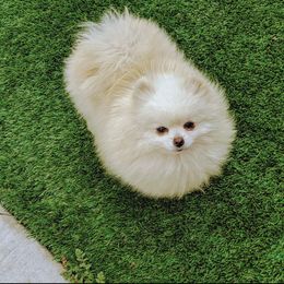 Xena - Pomeranian