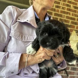 Havanese Puppies from Henry’s Havanese
