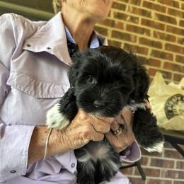 Havanese Puppies from Henry’s Havanese