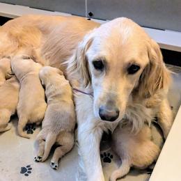 Aussiedoodles, Australian Shepherds, and Golden Retrievers from Hope & Joy Acres