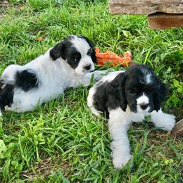 Cocker Spaniel Puppies from Willwyn Cockers