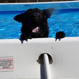 Dutch Shepherd All Grown Up from Terry Dairy's Dutch Shepherds