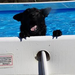 Dutch Shepherd All Grown Up from Terry Dairy's Dutch Shepherds