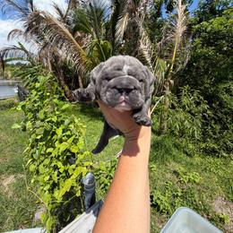Blue - Blue tri-color male Bulldog puppy in Hobe Sound, Florida from Amanda’s Bullies