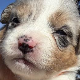 Girl 2 - female Australian Shepherd puppy in San Jose, California from Dirty Laundry Australian Shepherds