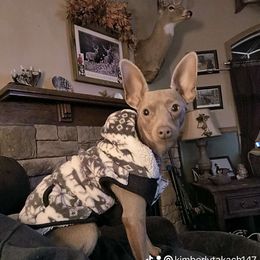 Harley - Miniature Pinscher