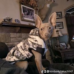 Harley - Miniature Pinscher