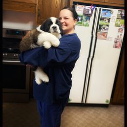 Saint Bernard Puppies from Fletchers Saints