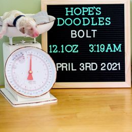 Aussiedoodle, Double Doodle, Goldendoodle, and Poodle Puppies from Hope’s Doodles