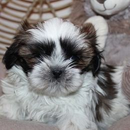 Girl 2 - Gold and white female Shih Tzu puppy in Craig, Colorado from Rocky Mountain Shih Tzus and Dry Creek Miniature Dachshunds