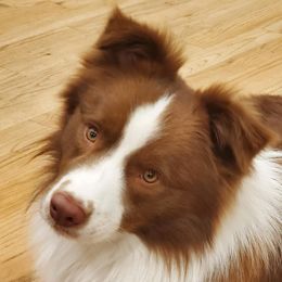 Border Collie puppies from Snowbird Border Collies