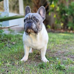 Nyla - French Bulldog