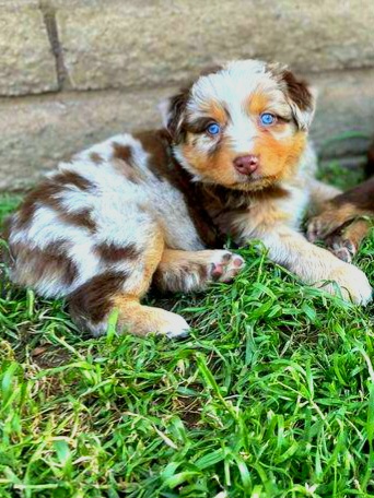 Poppy - Red merle Australian Shepherd puppy in Glendale, Arizona from Kerr Aussies