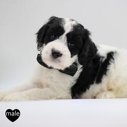 Mr. Black - Black and white male Springerdoodle puppy in Kendall, New York from Family Raised Doodles