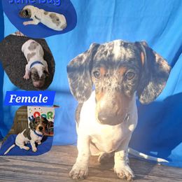 June Bug - Dachshund puppy from Paula's Dachsunds