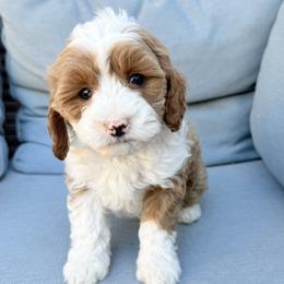 Dustin (red collar) - Red  male Goldendoodle puppy in Twin Falls, Idaho from Magic Valley Family Doodles