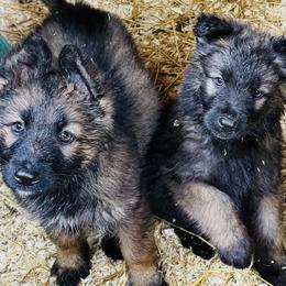 Shiloh Shepherd Puppies from Smokeshow Shilohs and Shepherds
