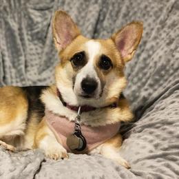 Uni - Pembroke Welsh Corgi