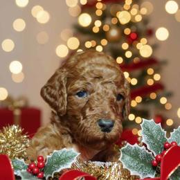 Boy 2 - Red  male Poodle puppy in Mc Henry, Illinois from Sunset Maple Poodles