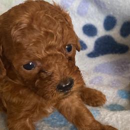 Cavalier King Charles Spaniels, Cavapoos, and Poodles from Maria's Pups