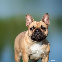 French Bulldogs from Royal Connection French Bulldogs