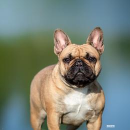 French Bulldogs from Royal Connection French Bulldogs