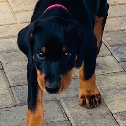 Doberman Pinscher Puppies from TeatreeDoberman