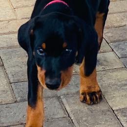Doberman Pinscher Puppies from TeatreeDoberman