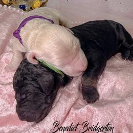 Benedict Bridgerton - Phantom male Goldendoodle puppy in Stoughton, Wisconsin from Mandi's Doodles