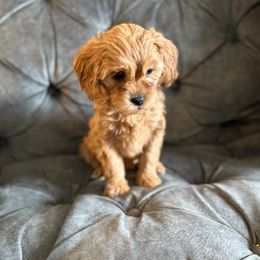 Jade - Buff Cockapoo puppy in Drexel Hill, Pennsylvania from Paws of Abundance