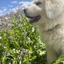 Great Pyrenees Puppies from Forestwood Farms Great Pyrenees
