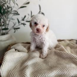 SOFT TOP - Parti male Goldendoodle puppy in Ivins Utah, Utah from Luxi Paws Doodles