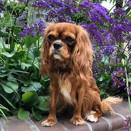 Ginger - Cavalier King Charles Spaniel