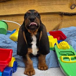 Honesty - Black brown and white female Basset Hound puppy in Big Rapids, Michigan from Basket Hound Bassets