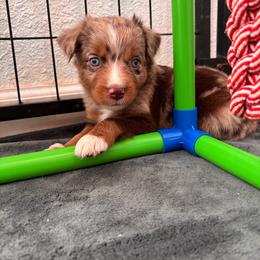 Purple - Red merle female Miniature Australian Shepherd puppy in Arizona from Country Charm Mini Aussies