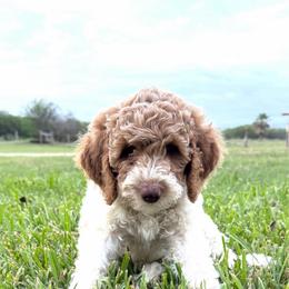 Red parti boy 6 - Parti male Double Doodle puppy in Yoakum, Texas from The Scott’s Dood Ranch