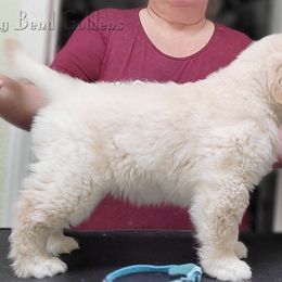 Golden Retriever Puppies from Big Bend Goldens
