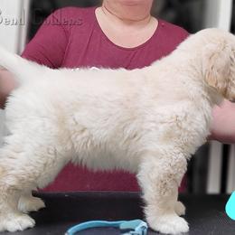 Golden Retriever Puppies from Big Bend Goldens