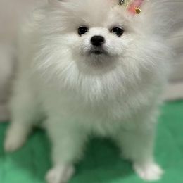Girl 2 - White female Pomeranian puppy in Temecula, California from Biewer Puppies USA
