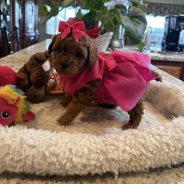 Bella - Red  female Poodle puppy in Bakersfield, California from Mary Gorgeous Poodles