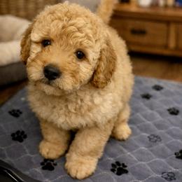 Luv - Medium - Apricot female Goldendoodle puppy in Lancaster, California from Kid's Best Doodle
