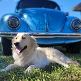 Denali - Golden Retriever